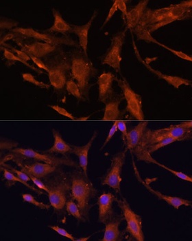 RECK Antibody