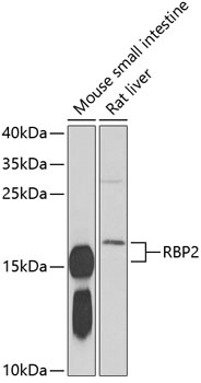 RBP2 Antibody