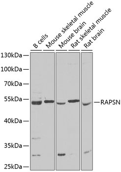 RAPSN Antibody