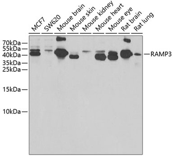 RAMP3 Antibody