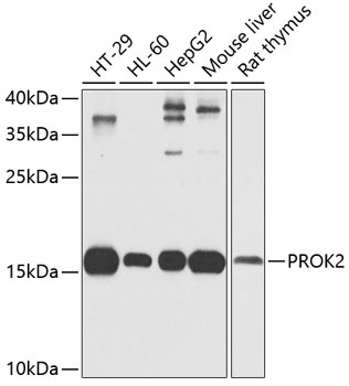 PROK2 Antibody