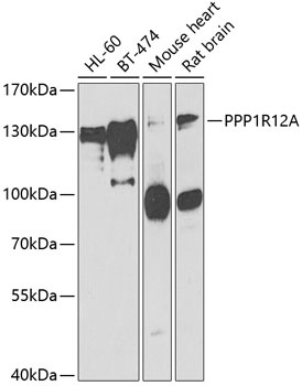 PPP1R12A Antibody