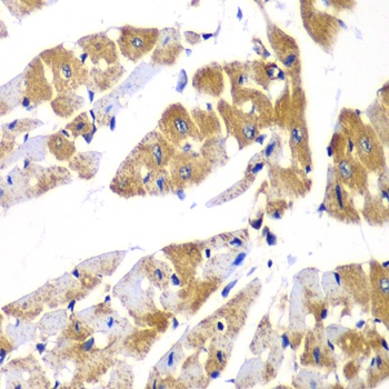 PPP1R12A Antibody