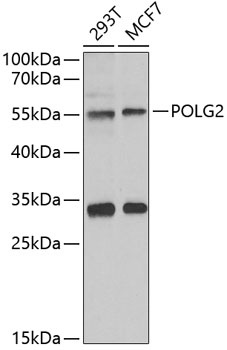 POLG2 Antibody