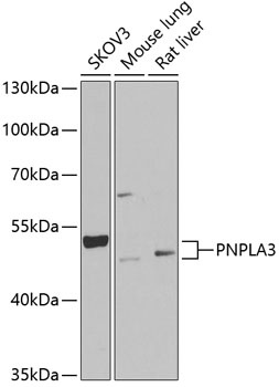 PNPLA3 Antibody