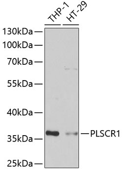 PLSCR1 Antibody