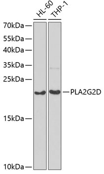 PLA2G2D Antibody