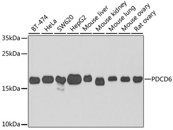 PDCD6 Antibody