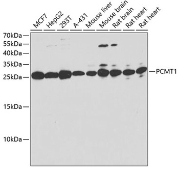 PCMT1 Antibody