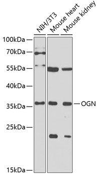 OGN Antibody