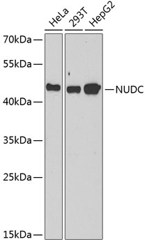 NUDC Antibody