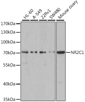 NR2C1 Antibody