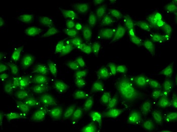 NR2C1 Antibody