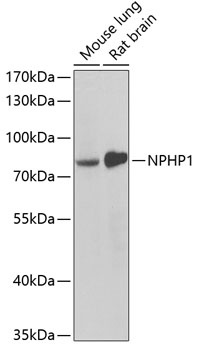 NPHP1 Antibody