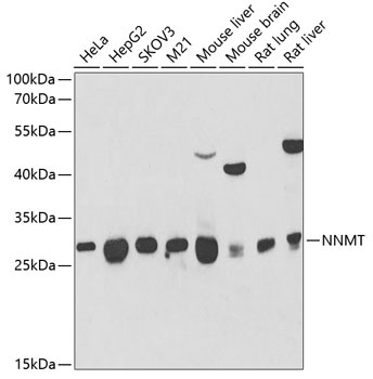 NNMT Antibody