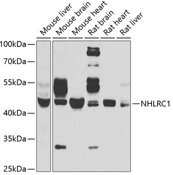 NHLRC1 Antibody
