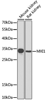 MXI1 Antibody