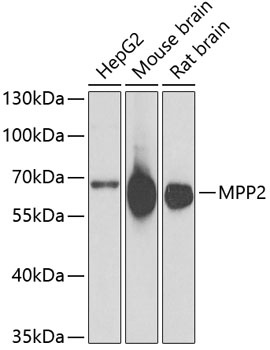 MPP2 Antibody