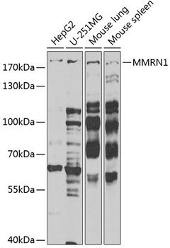 MMRN1 Antibody