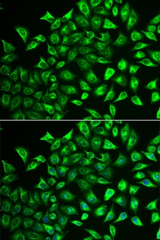MMRN1 Antibody