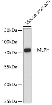 MLPH Antibody