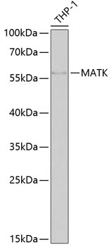 MATK Antibody