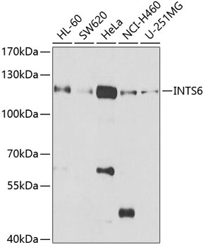 INTS6 Antibody