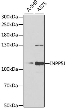 INPP5J Antibody