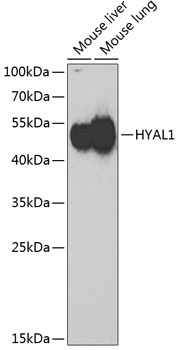 HYAL1 Antibody