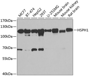 HSPH1 Antibody
