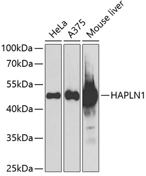 HAPLN1 Antibody