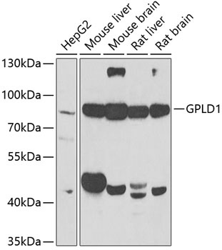 GPLD1 Antibody