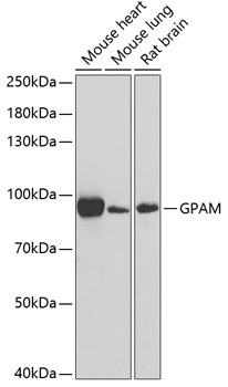 GPAM Antibody