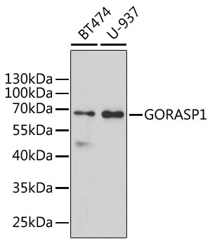 GORASP1 Antibody