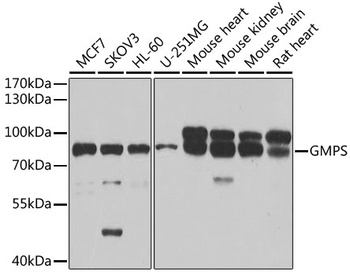 GMPS Antibody