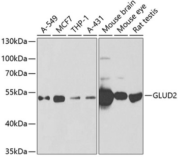 GLUD2 Antibody