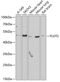 FLOT2 Antibody