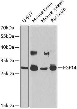 FGF14 Antibody