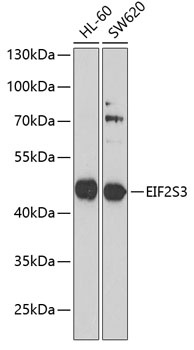 EIF2S3 Antibody