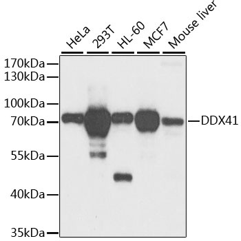 DDX41 Antibody