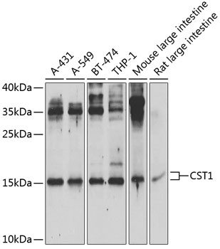 CST1 Antibody
