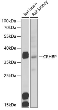 CRHBP Antibody