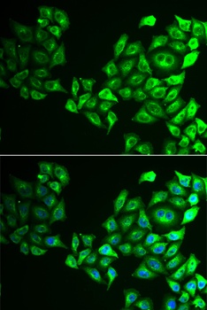 CREB3 Antibody