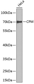 CPM Antibody