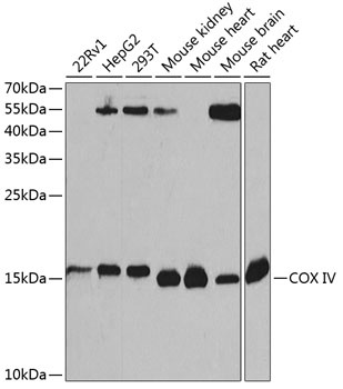 COX IV Antibody