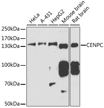 CENPC Antibody