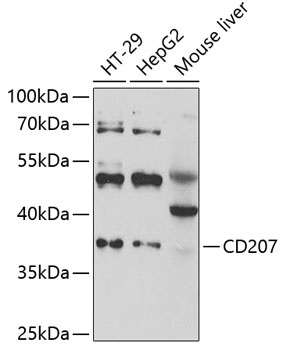 CD207 Antibody