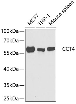 CCT4 Antibody