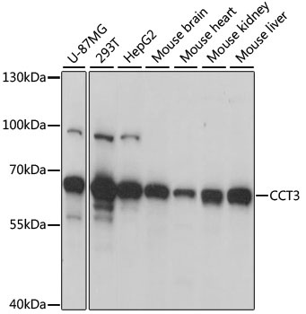 CCT3 Antibody