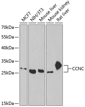 CCNC Antibody
